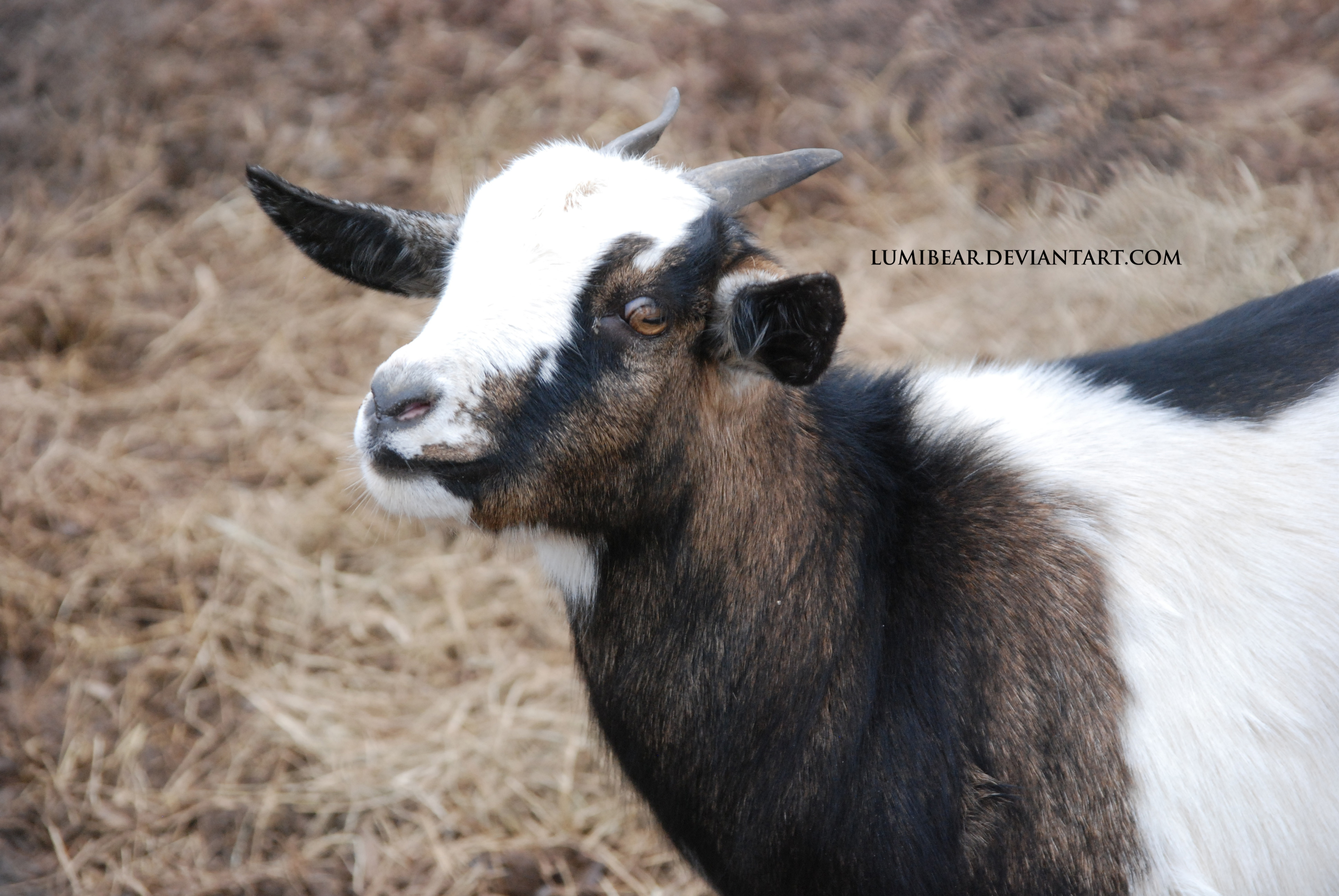 Capra aegagrus hircus - Goat 7