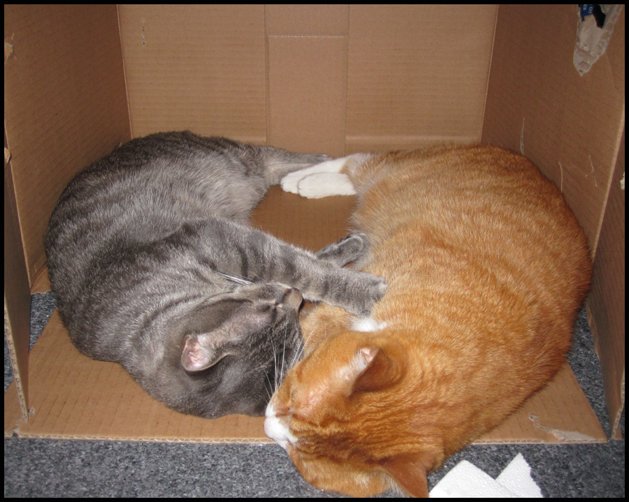 Best Of: Cat Family - Box Kitties