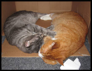 Best Of: Cat Family - Box Kitties w Styrofoam Gob