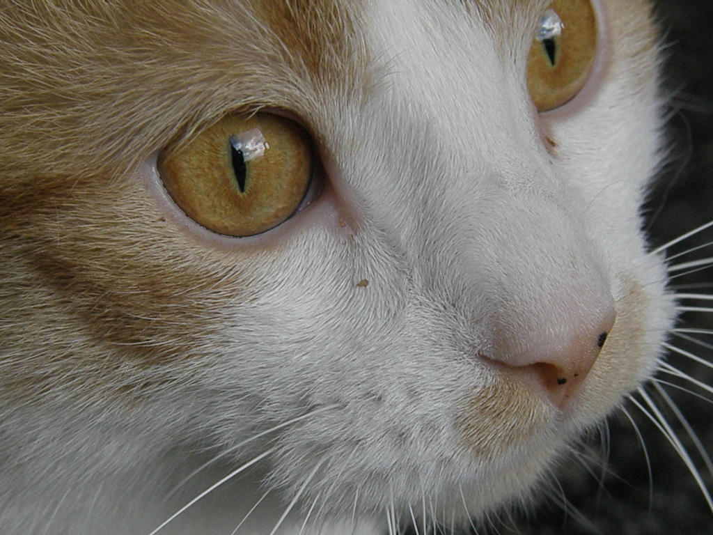 Simba's colorful eyes by AGirlWithDreams96 on DeviantArt