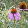 Purple Flowers and Bee