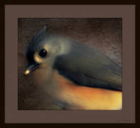 Tufted Titmouse ~~