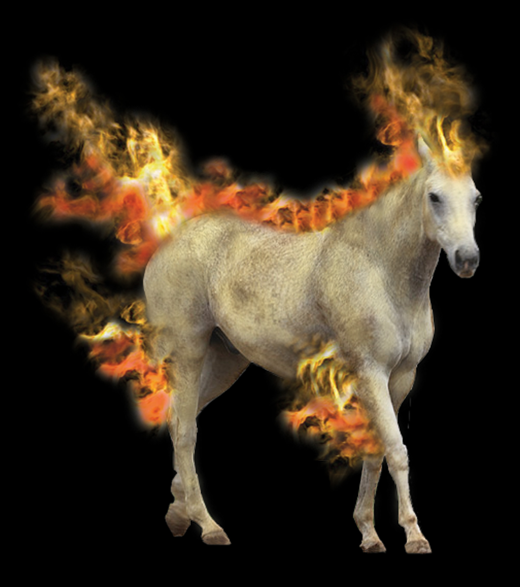 ponyta