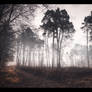 Forest Glow