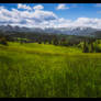 May Born Grassfields