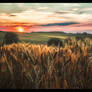 Harvest