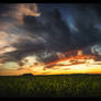 Fiery Cornfield