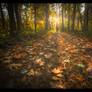 Golden Carpet
