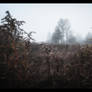 Fallow Ghosts