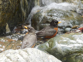 Robins Bathing