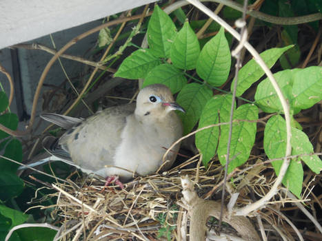 Mother Dove in Nest