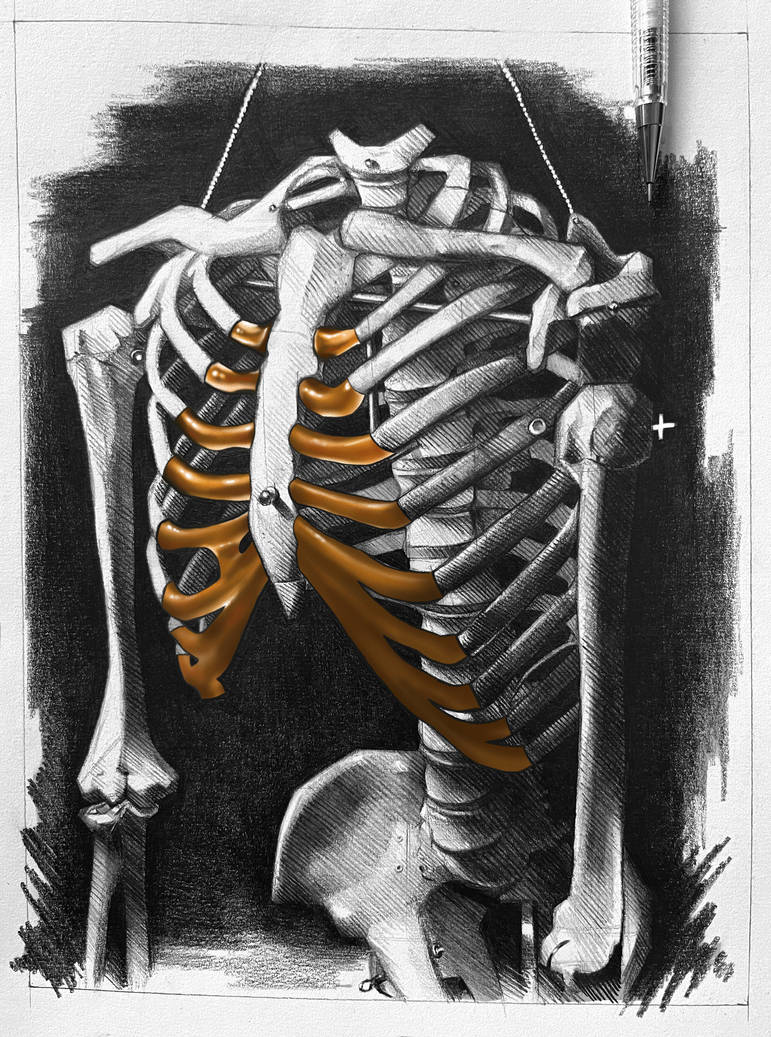 Golden Ribs Sketch by ReichenArt on DeviantArt