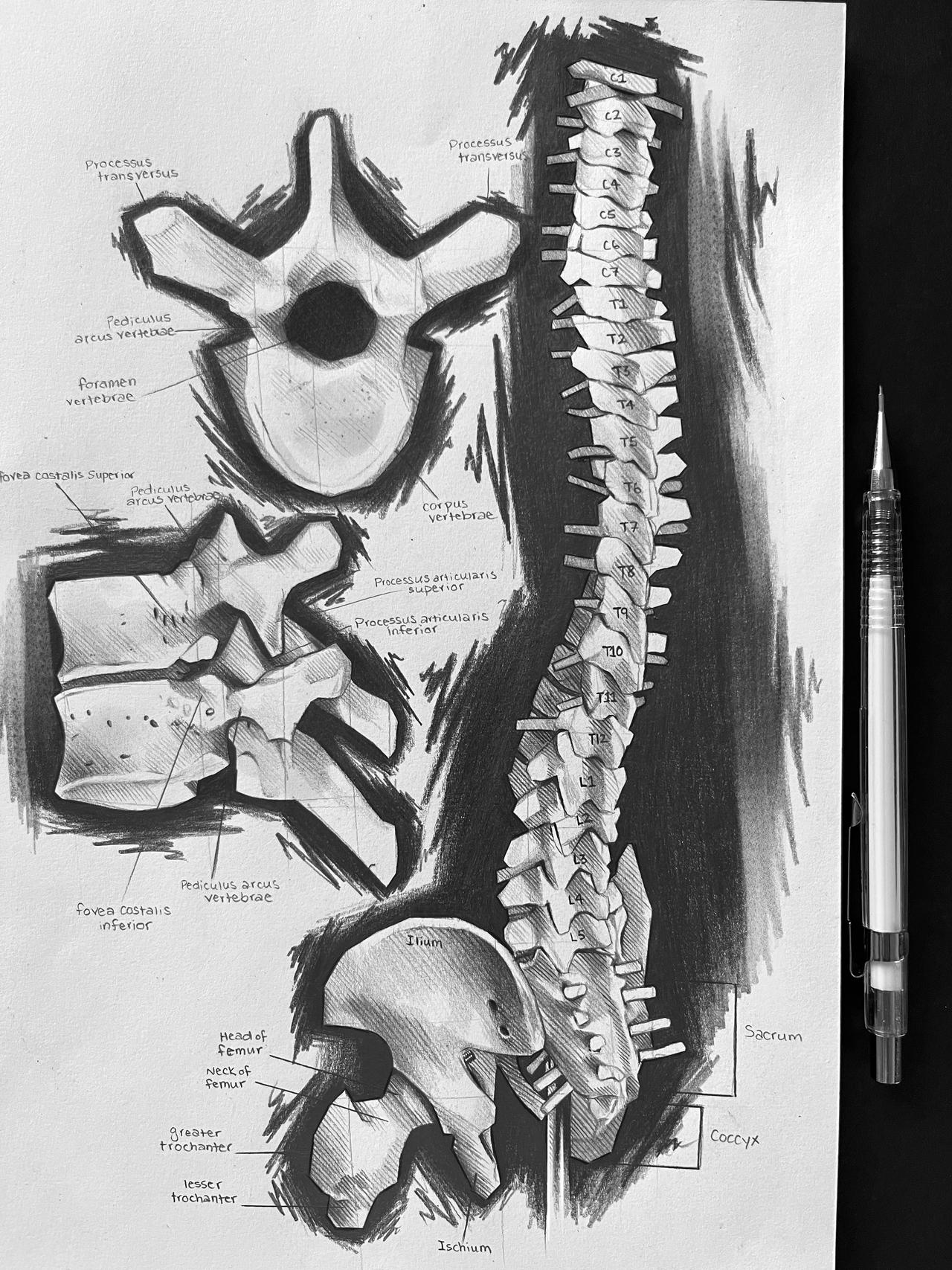 Spine Study by ReichenArt on DeviantArt