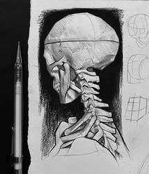 Skeleton study