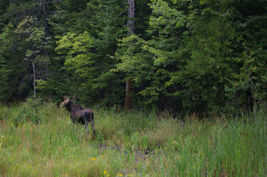 Young Moose In the grass