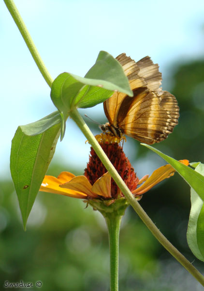 Mariposa