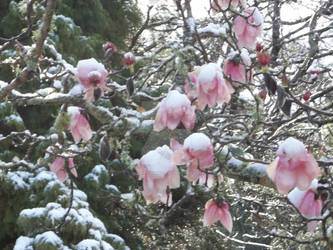 Snowy Magnolia