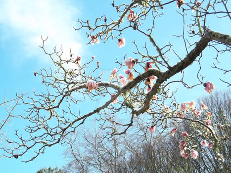 Snow covered Magnolia