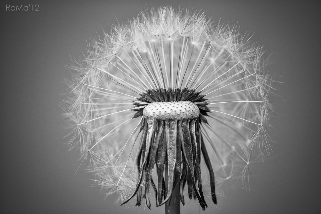 dandelion III