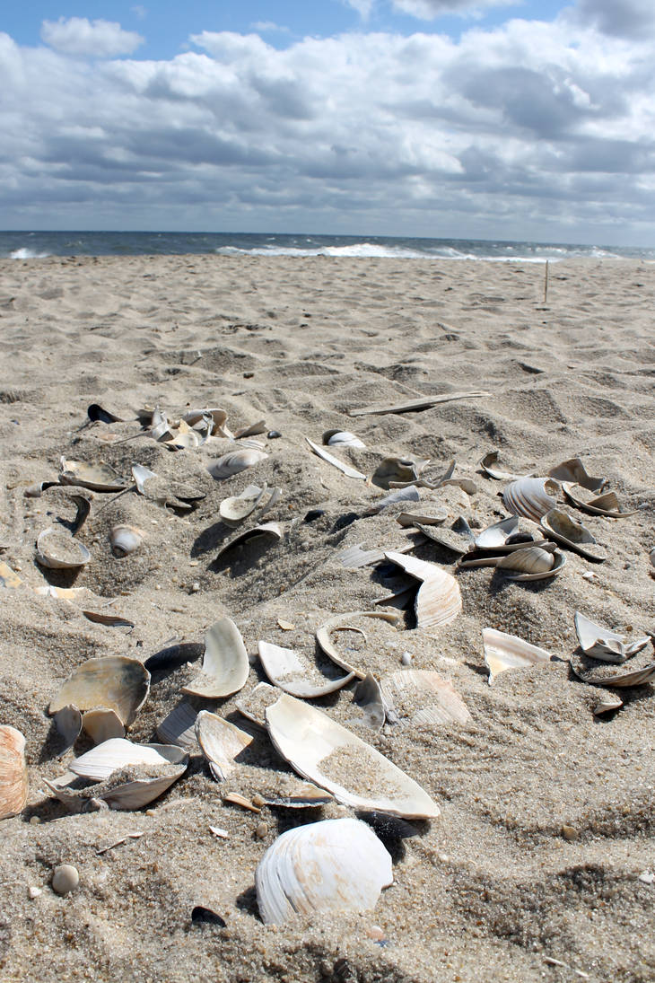 shells by AngelaWyckoff on DeviantArt