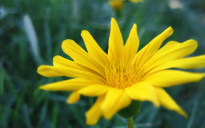 Yellow Flower Macro WP