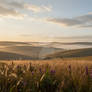 The Briarwhisper Grasslands
