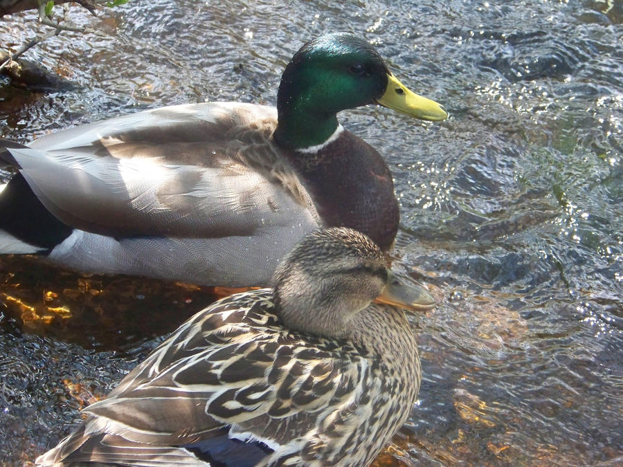Two cute ducks