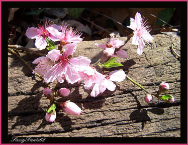 Peach Blosssoms2