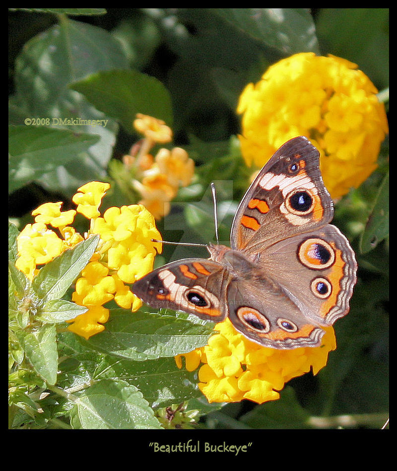 Beautiful Buckeye