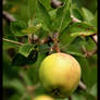 Under The Apple Tree