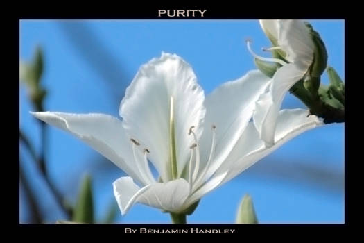 Purity