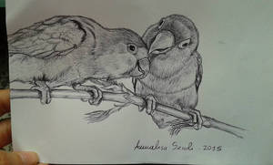 Lovebirds (Agapornis fischeri)