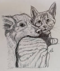 Cat and dog portrait
