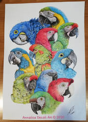 All species of macaw parrots