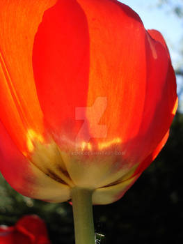 Tulip