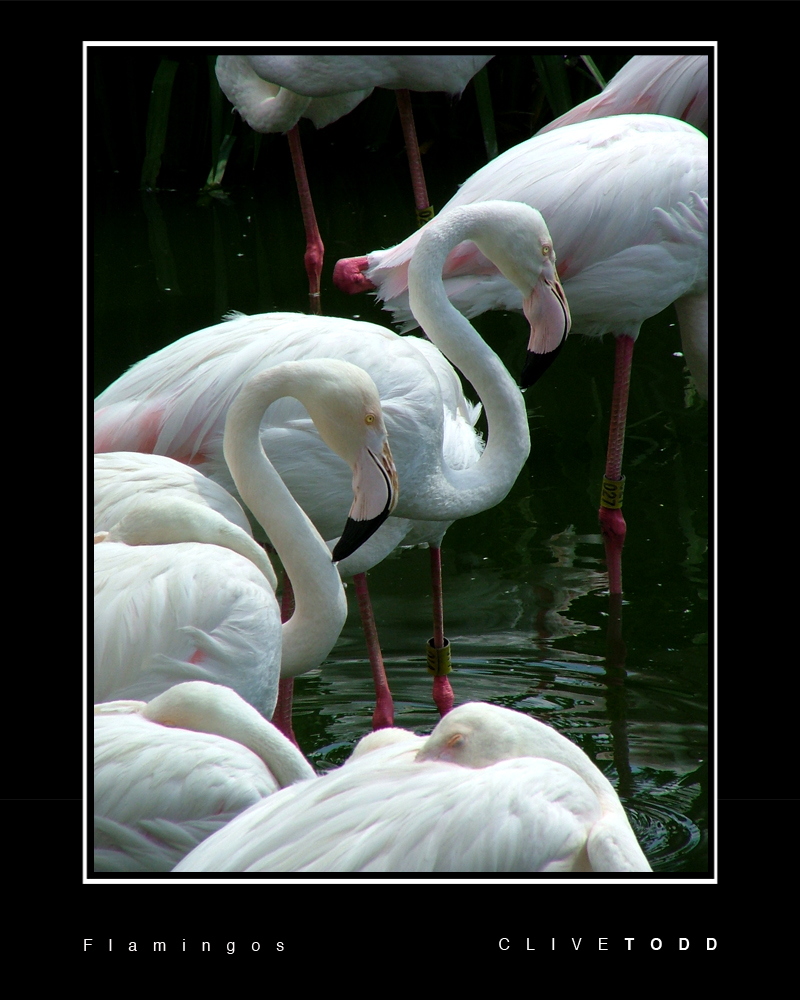 Flamingos