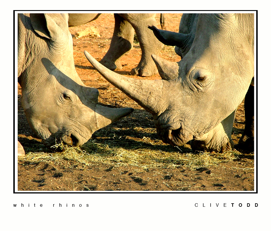 white rhinos