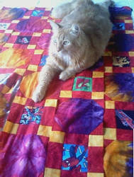 Caruso On LOgan's Quilt