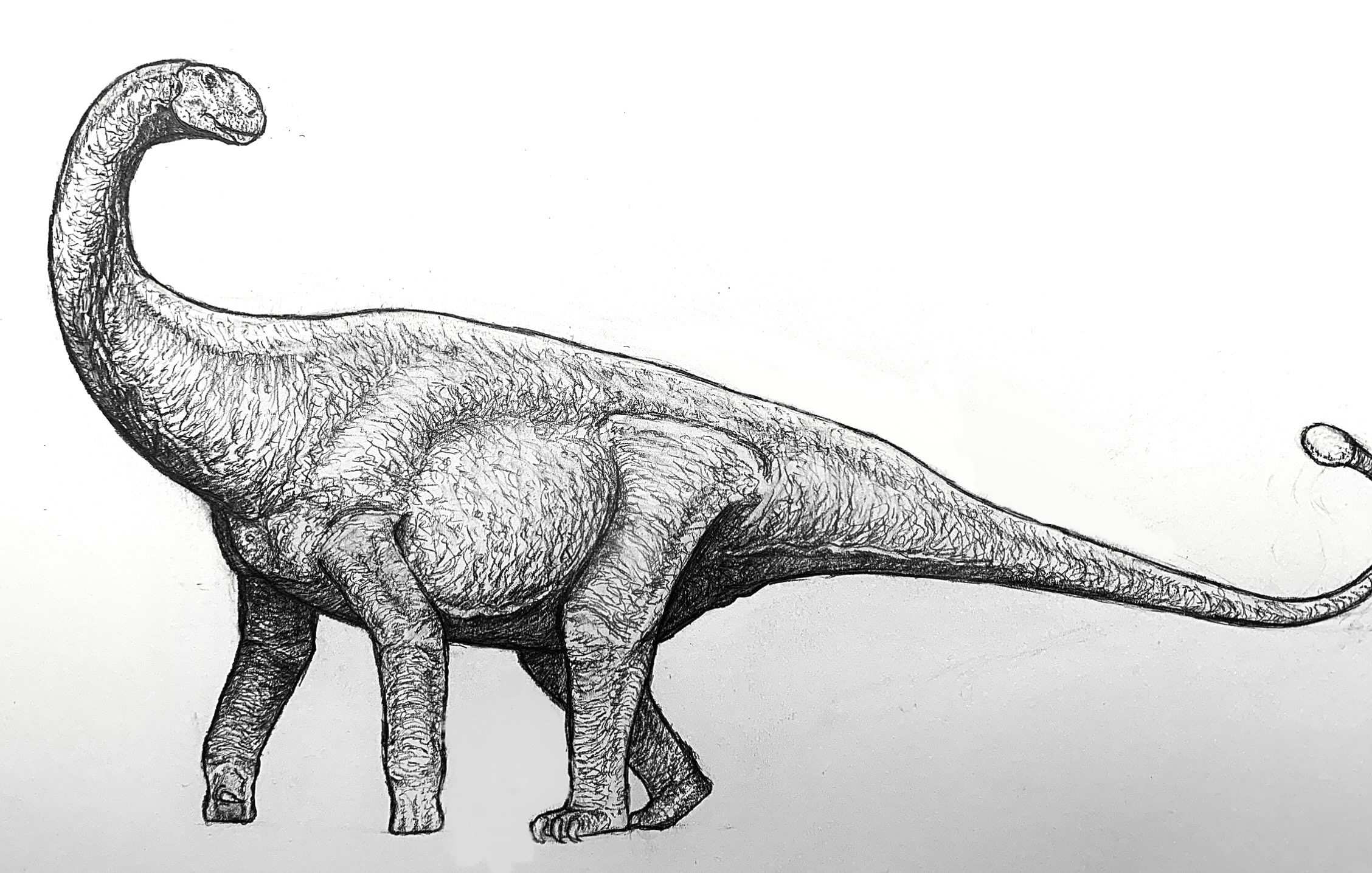 Hungasaurus Shunosaurus lii by Everett1107 on DeviantArt
