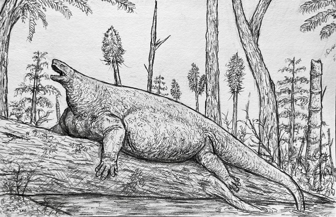 Cotylorhynchus by Everett1107 on DeviantArt