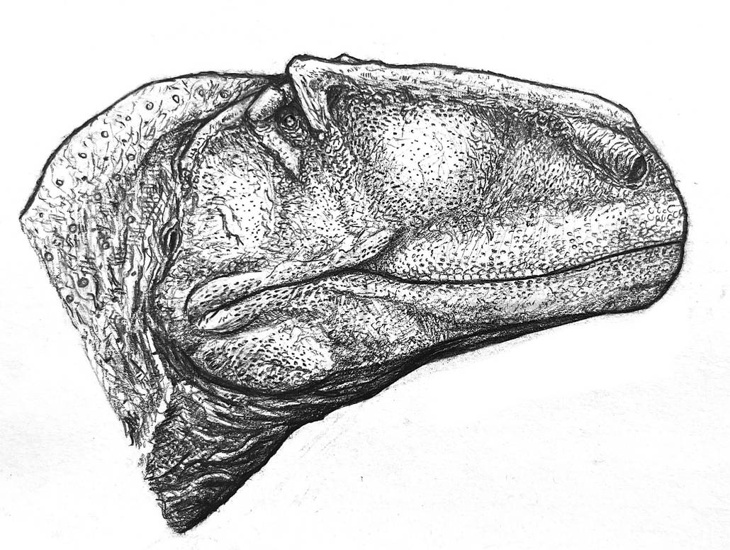 Meraxes gigas by Everett1107 on DeviantArt