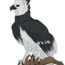 Harpy Eagle