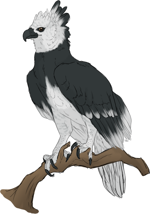 Harpy Eagle by mute-owl on DeviantArt