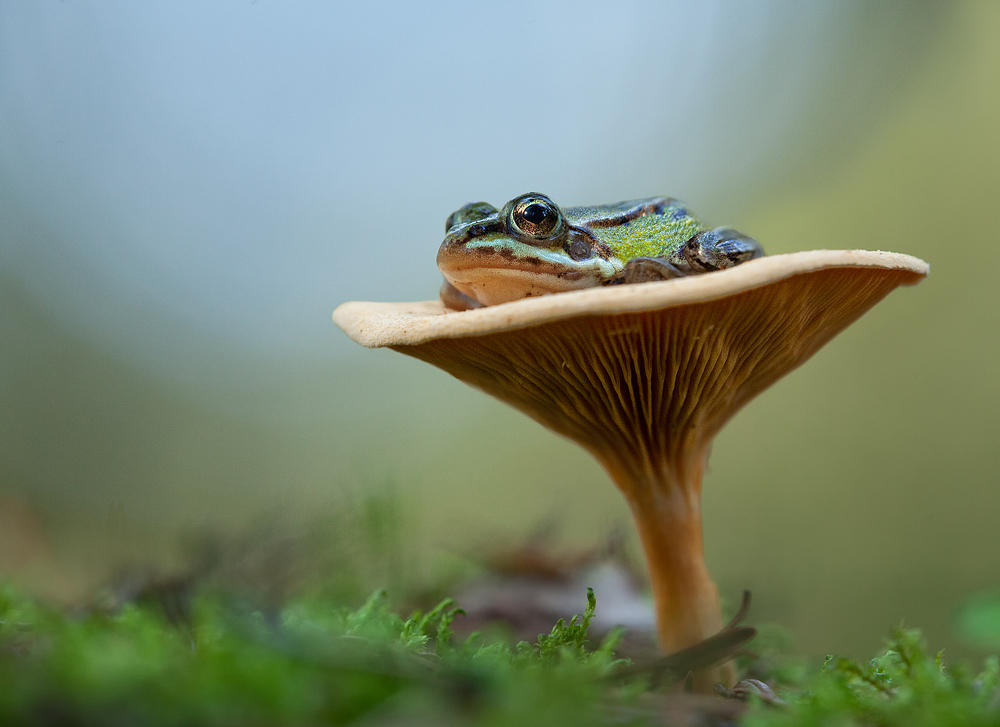 Frog legs on chanterelle by GrafMatula