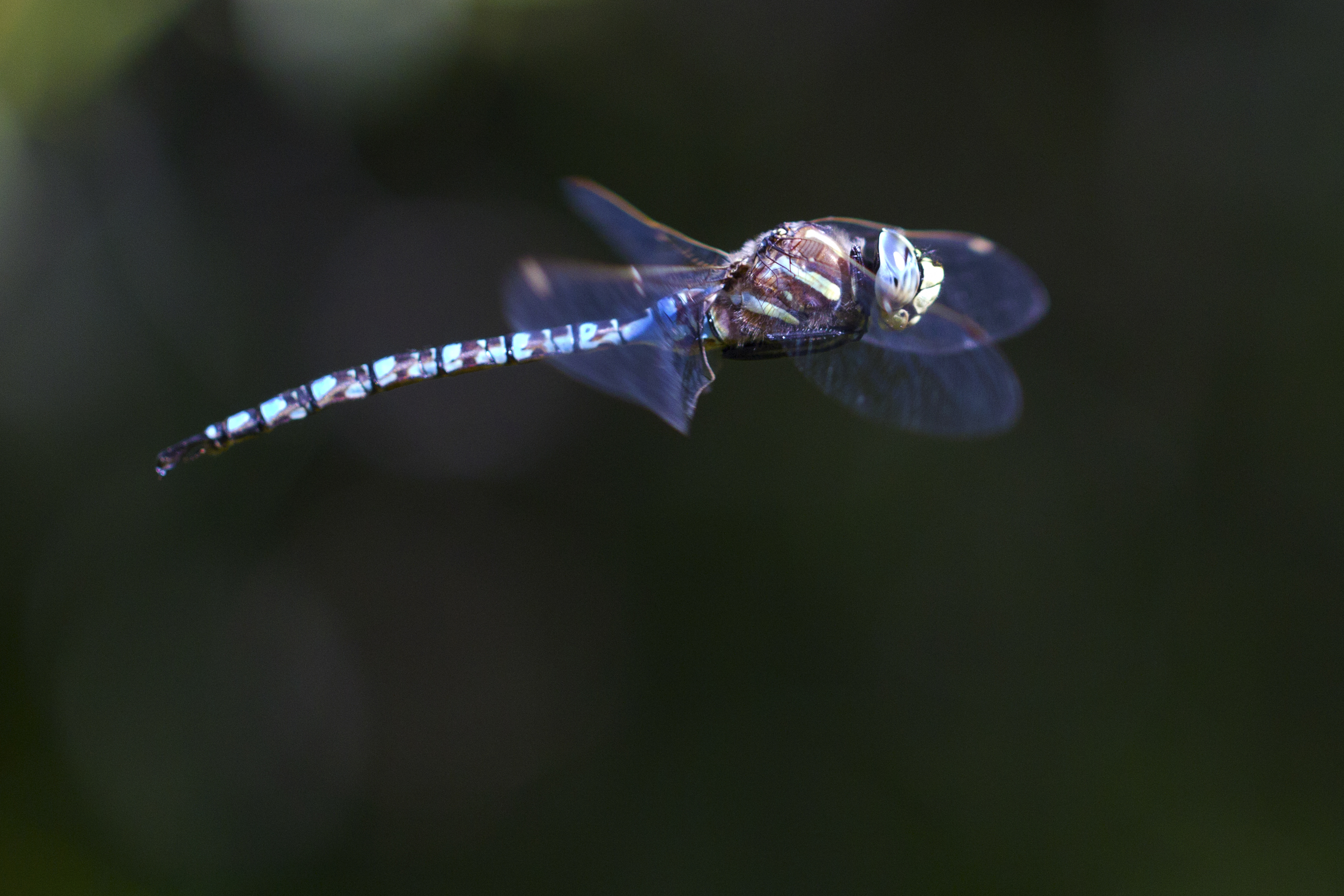 Dragonfly in Flight.