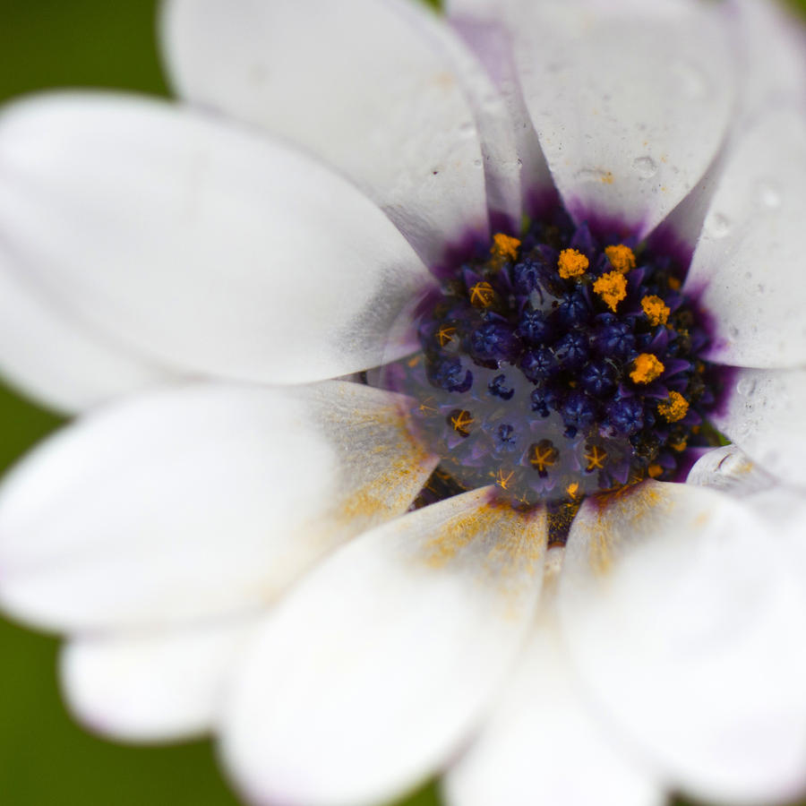 Pollen and Rain