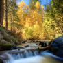 Galena Creek, NV Fall Color