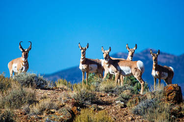 Pronghorn Near to Berlin, NV