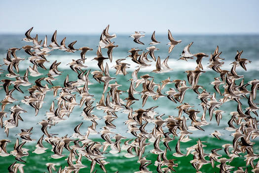 Western Sandpipers at Point Reyes
