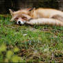 Sleeping Fox